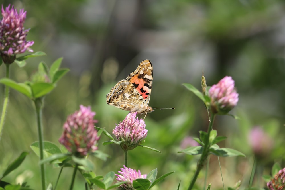 a butterfly on a flower