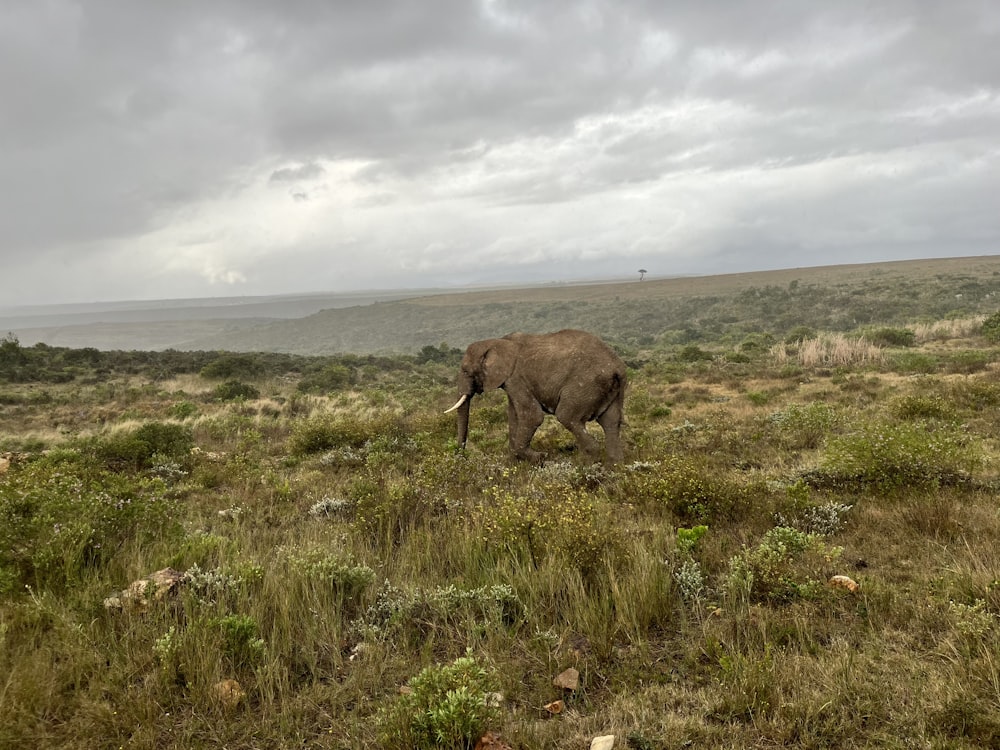 an elephant walking in a field