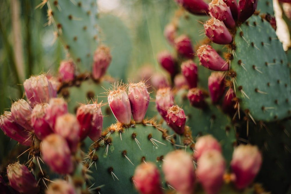 a close up of some flowers