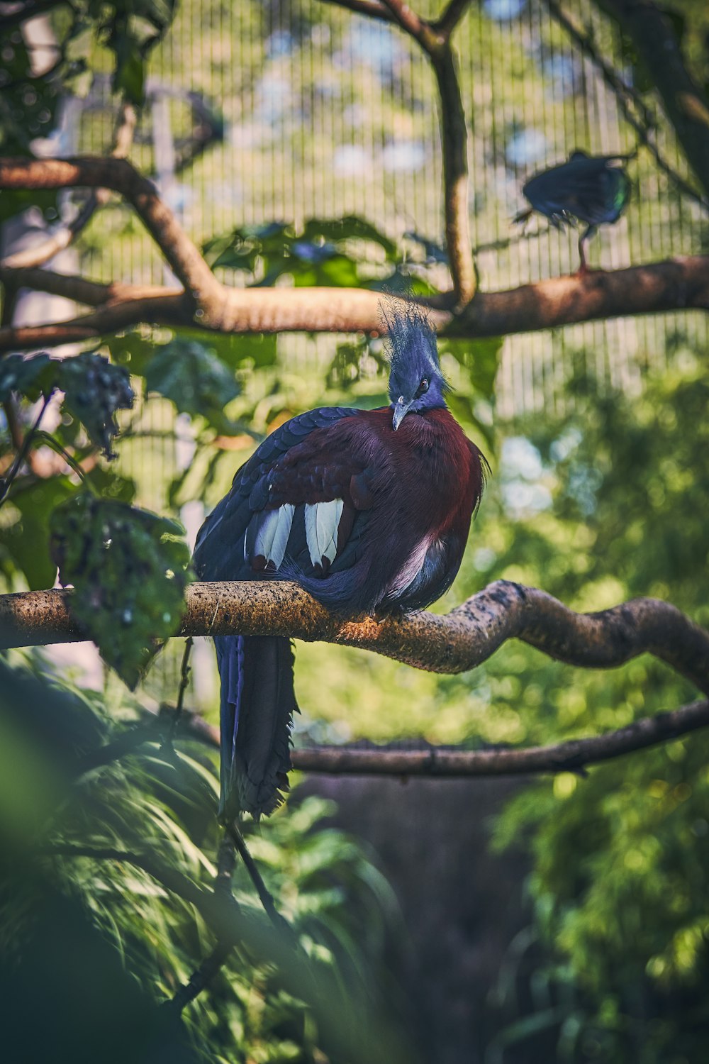 a bird sitting on a branch