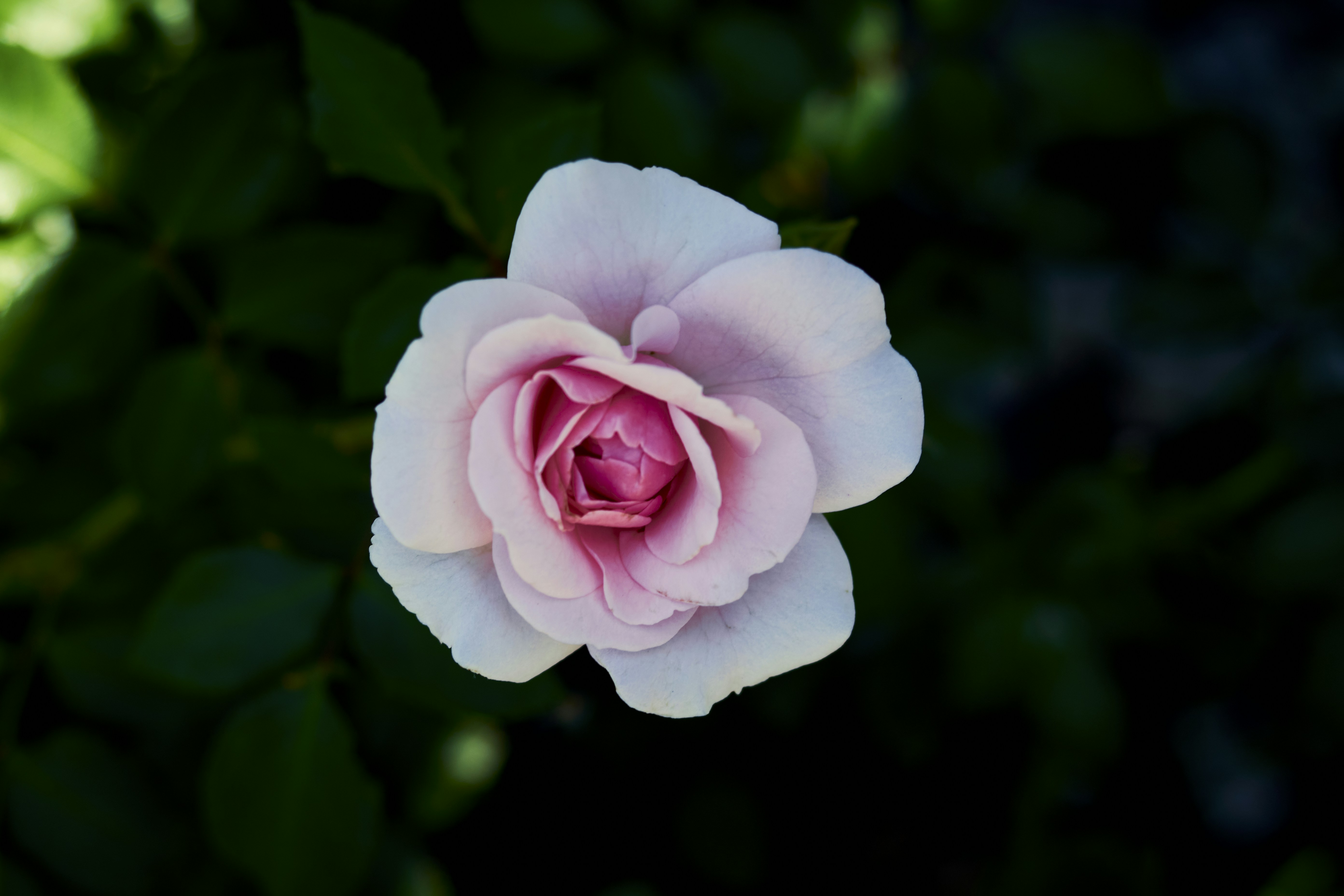 Photo by perfectmirror