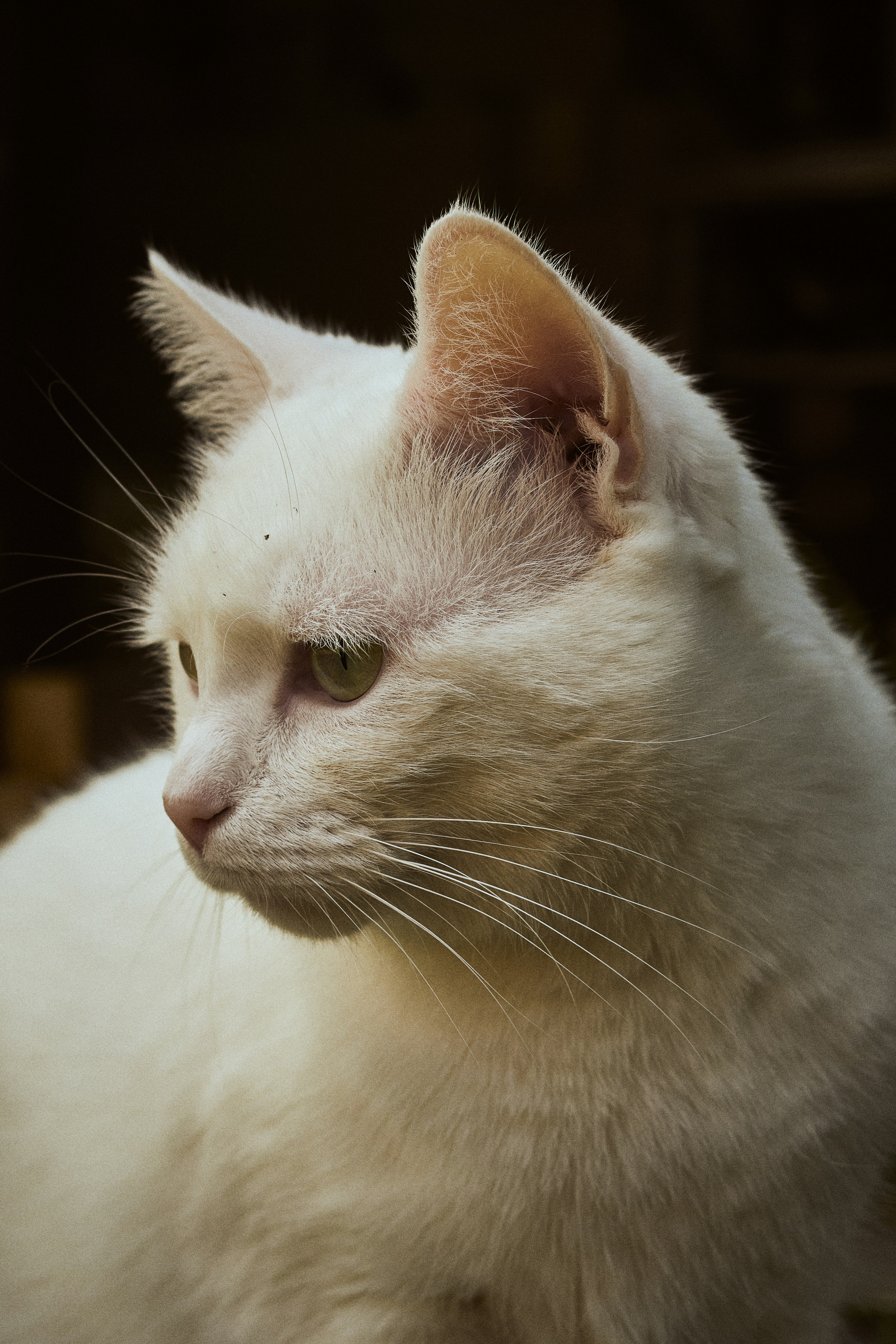 Photo by perfectmirror