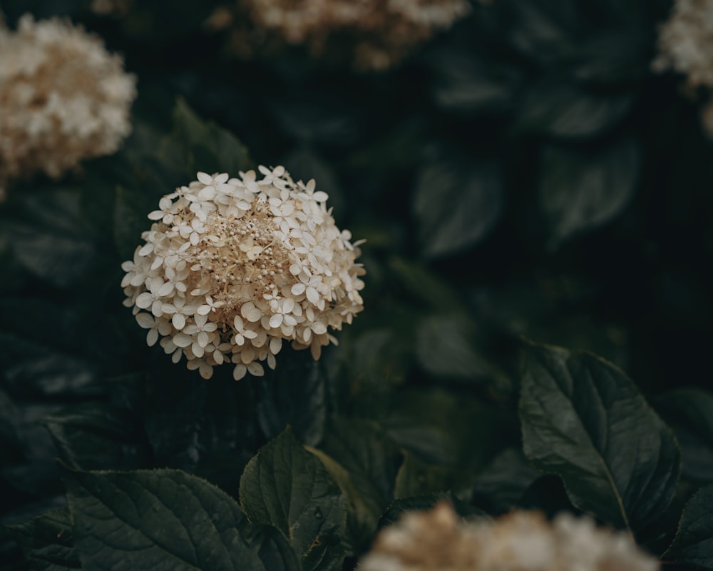 a close up of a flower