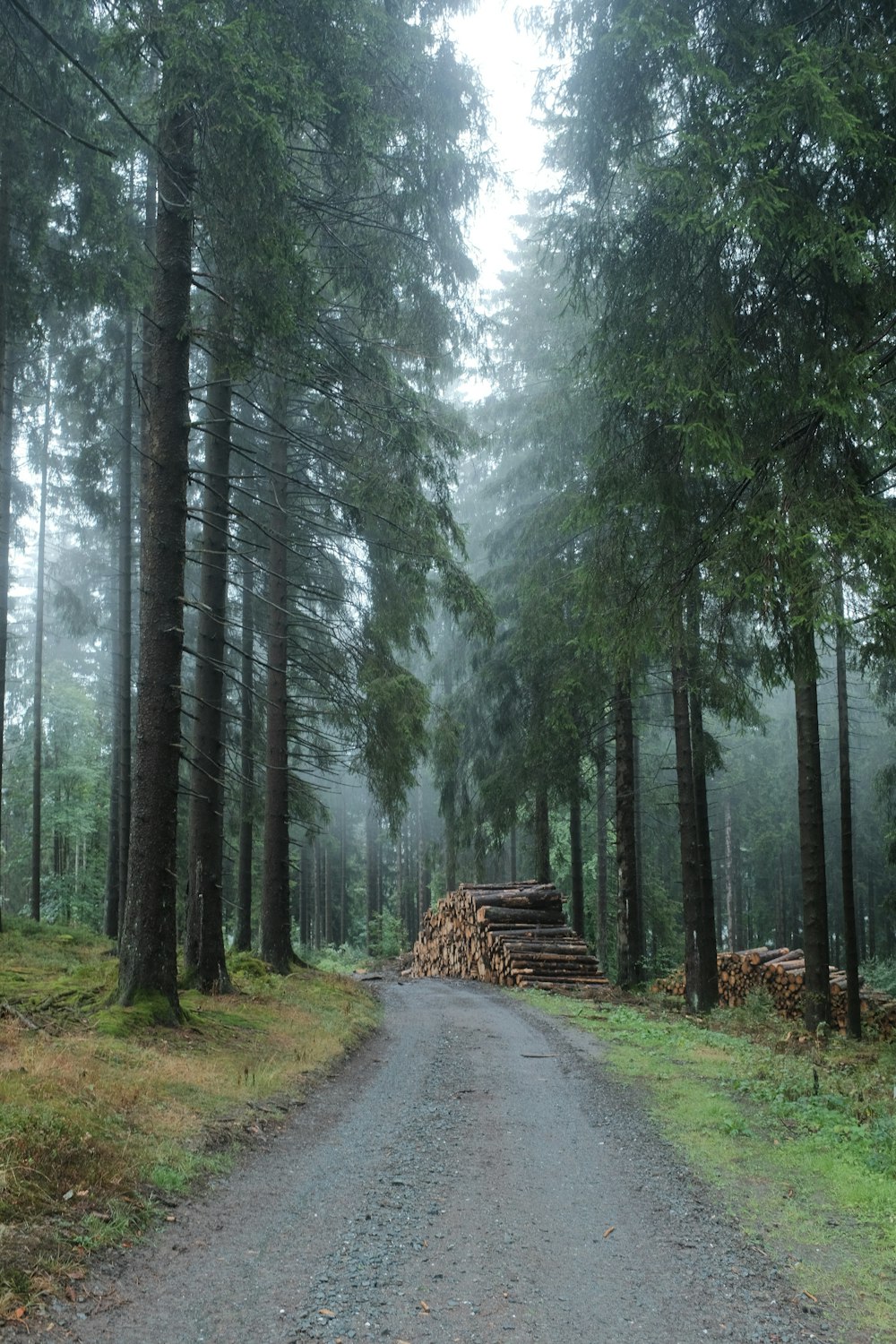 a path through a forest