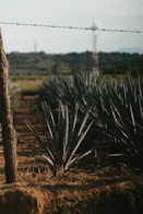 a close-up of a cactus
