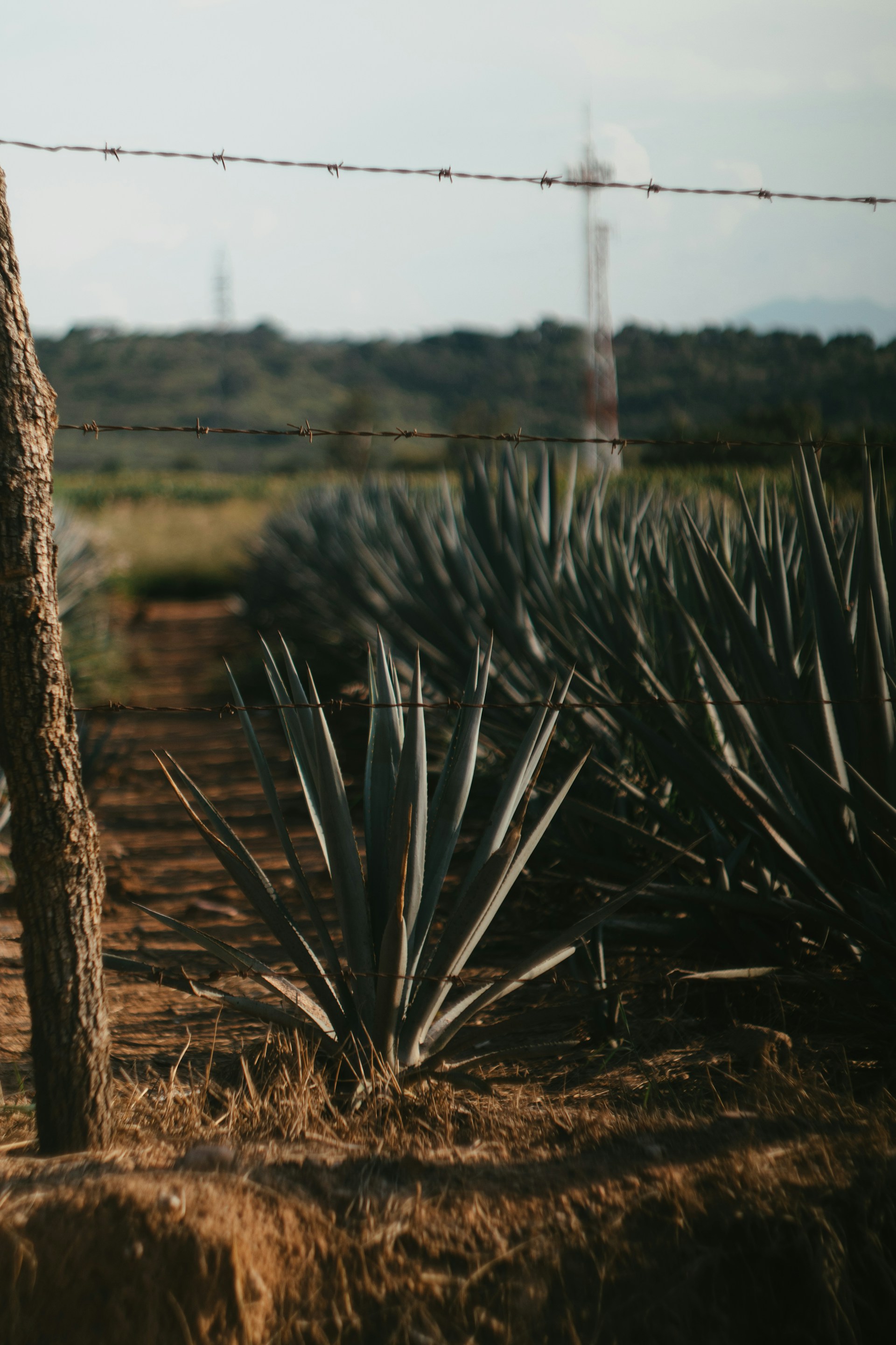 a close-up of a cactus