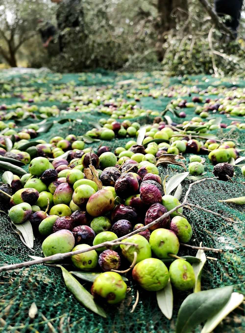 a bunch of green and red fruit