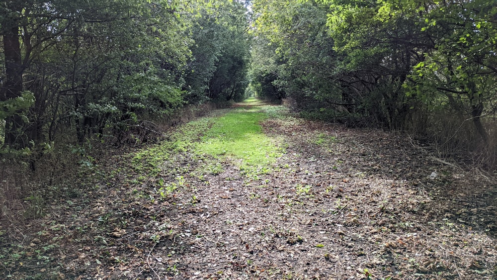 a dirt path through a forest