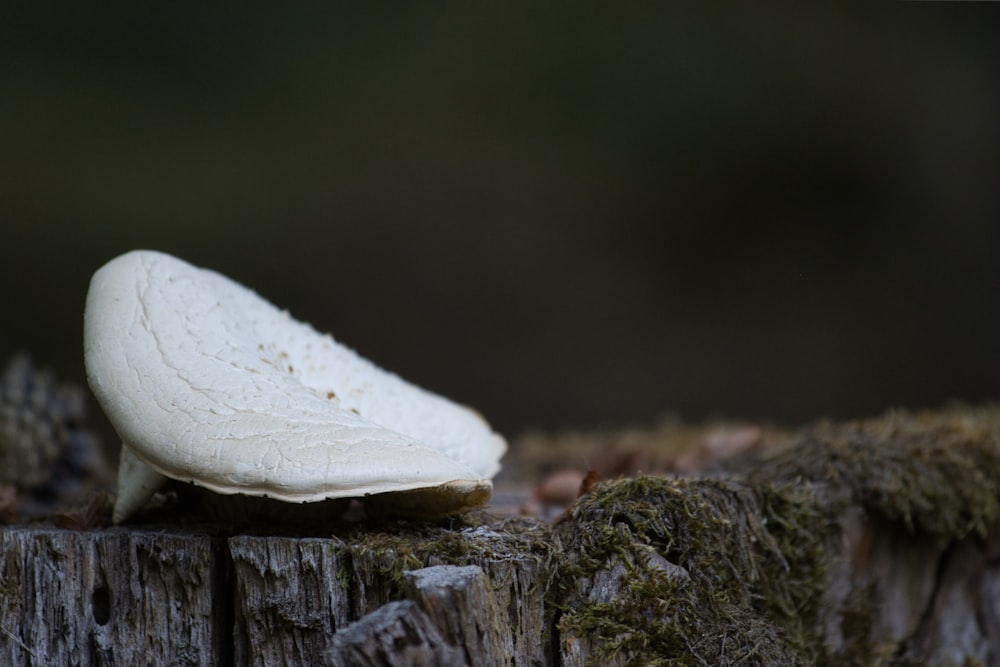 a mushroom growing out of a log