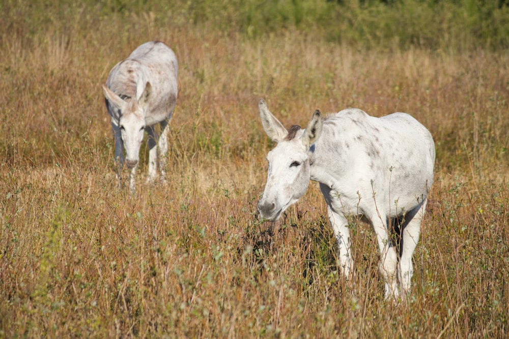 Un par de animales blancos en un campo cubierto de hierba