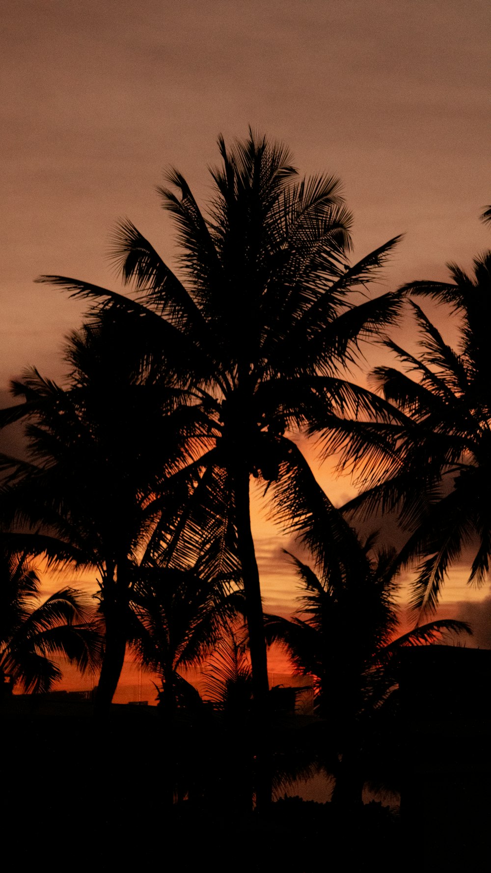 a group of palm trees