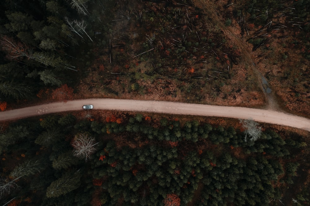 uma estrada na floresta