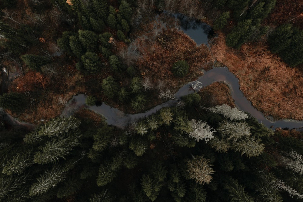 a river flowing through a forest