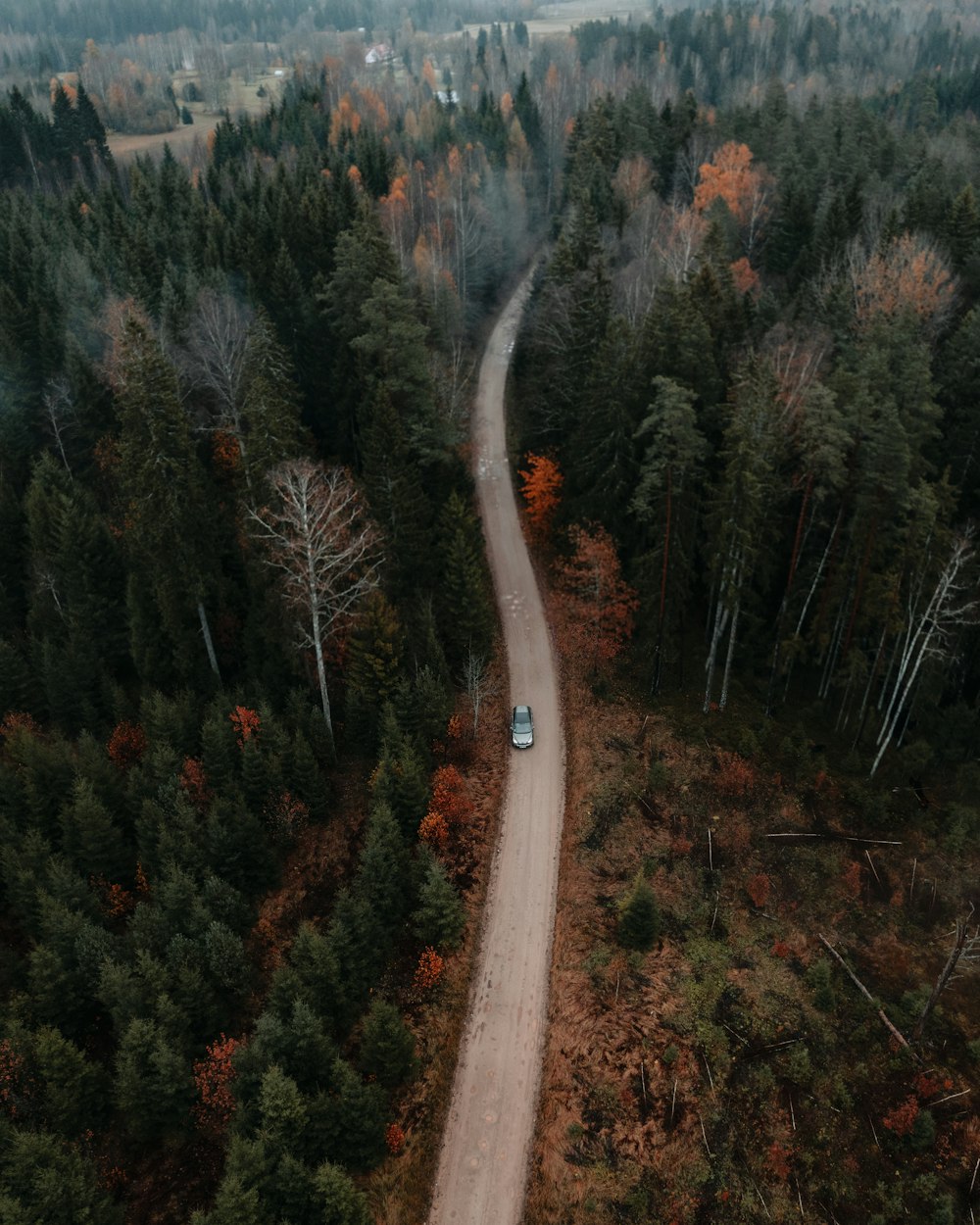 a road in a forest