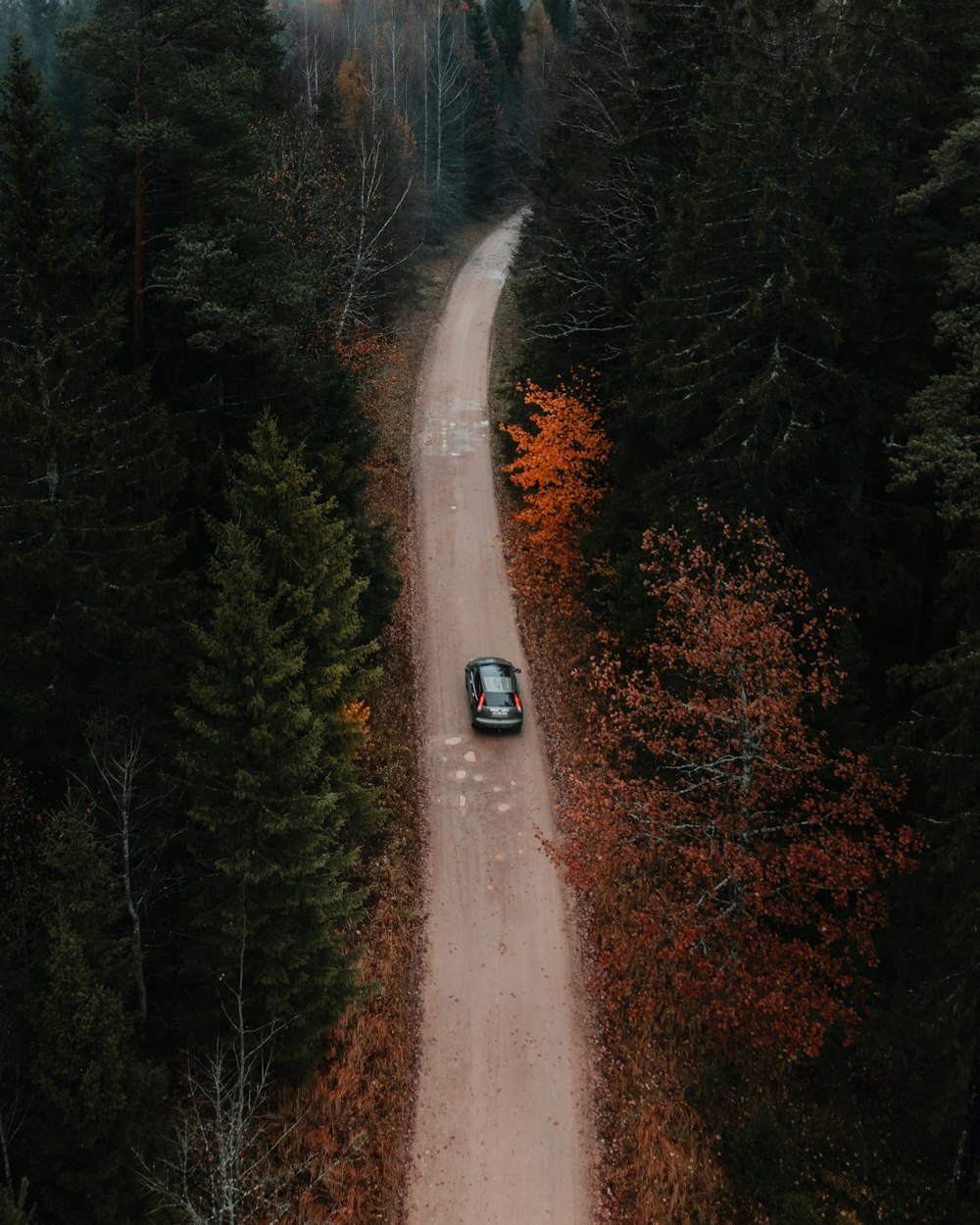 木々に囲まれた道を走る車