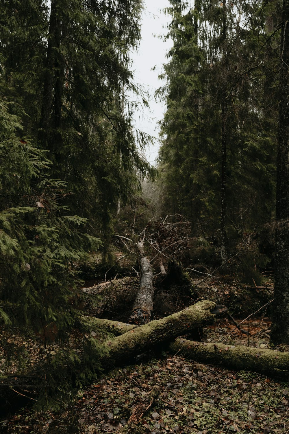 a tree stump in a forest