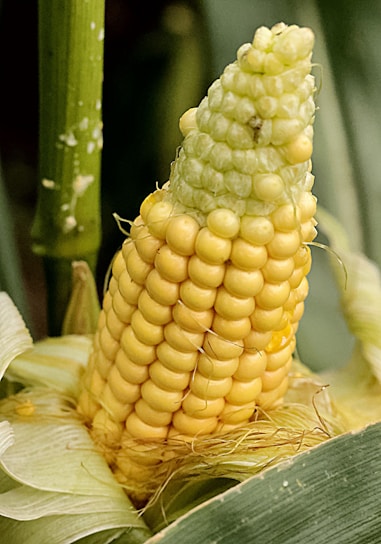 Close-up of fresh American sweet corn ears with vibrant yellow kernels glistening in natural sunlight.