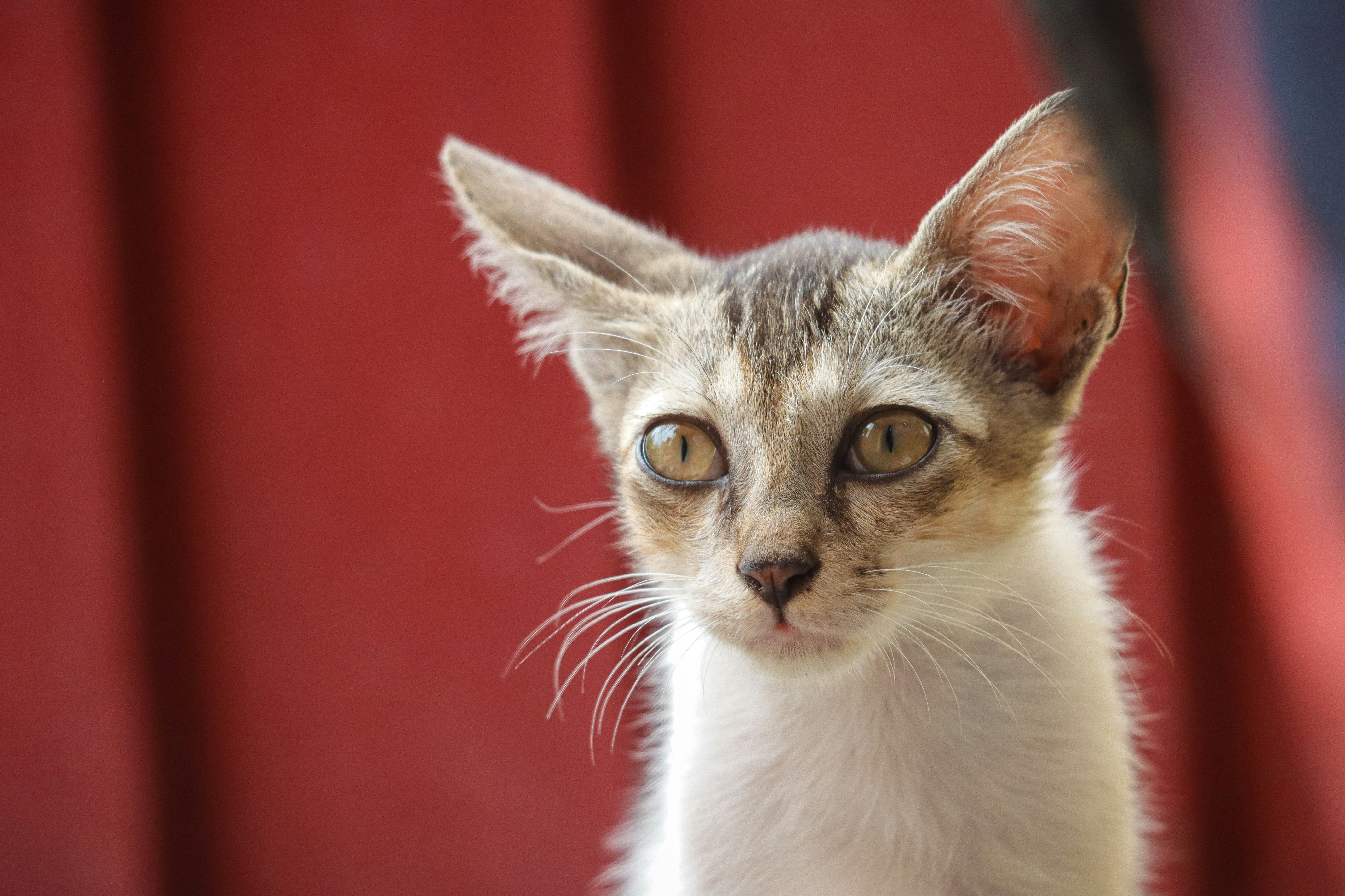 Photo by pradeeep_raj