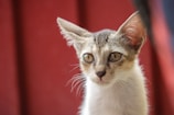 Close-up of a curious kitten with bright eyes against a soft gray background.