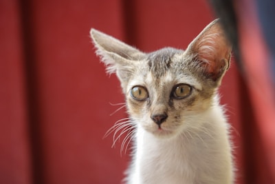 Close-up of a curious kitten with bright eyes against a soft gray background.