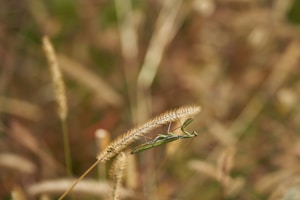 Green Mantis