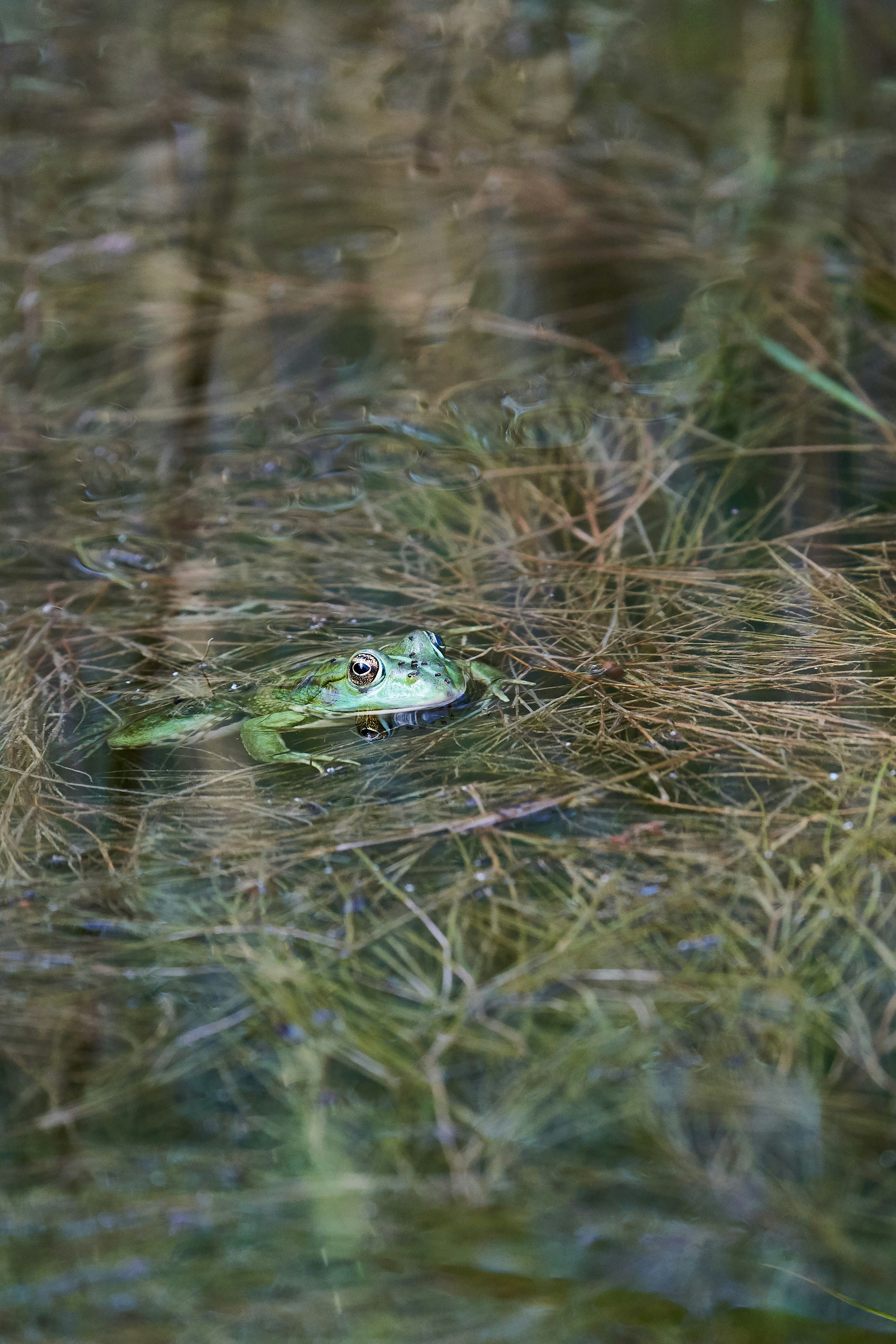 Photo by wolfgang_hasselmann