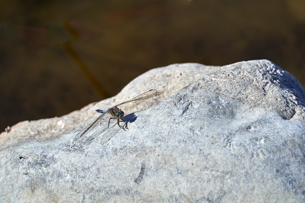 a bug on a rock