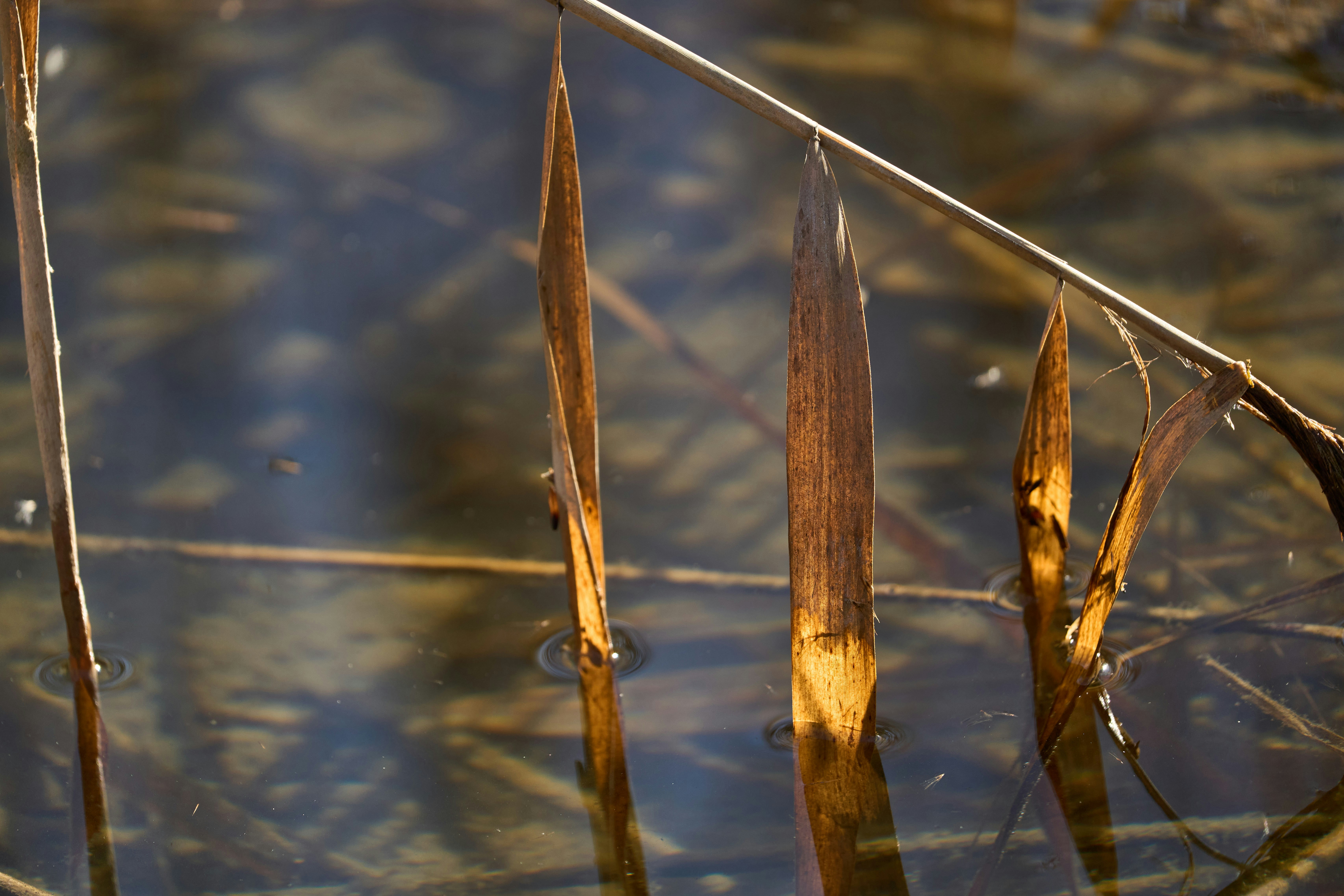 Photo by wolfgang_hasselmann