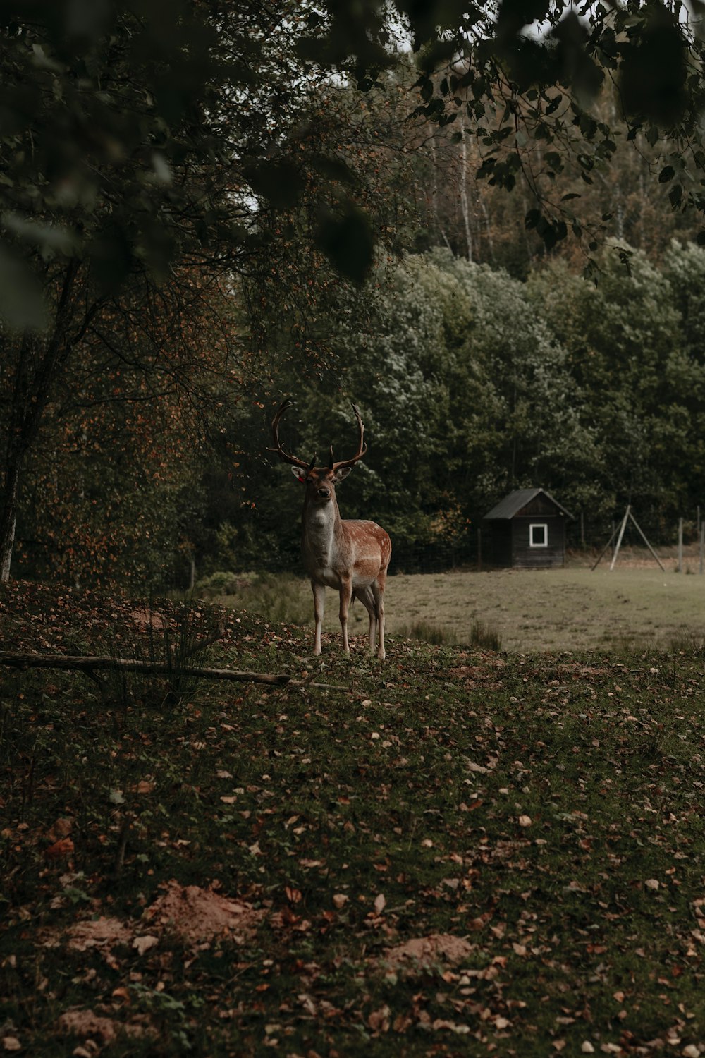 a deer in a field