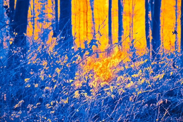 A forest scene is depicted with tall trees as the background, captured in a surreal color palette. The foreground consists of dense undergrowth with leaves and branches. The color tones are manipulated, showing deep blues and vibrant oranges, creating a contrast between cool and warm hues.