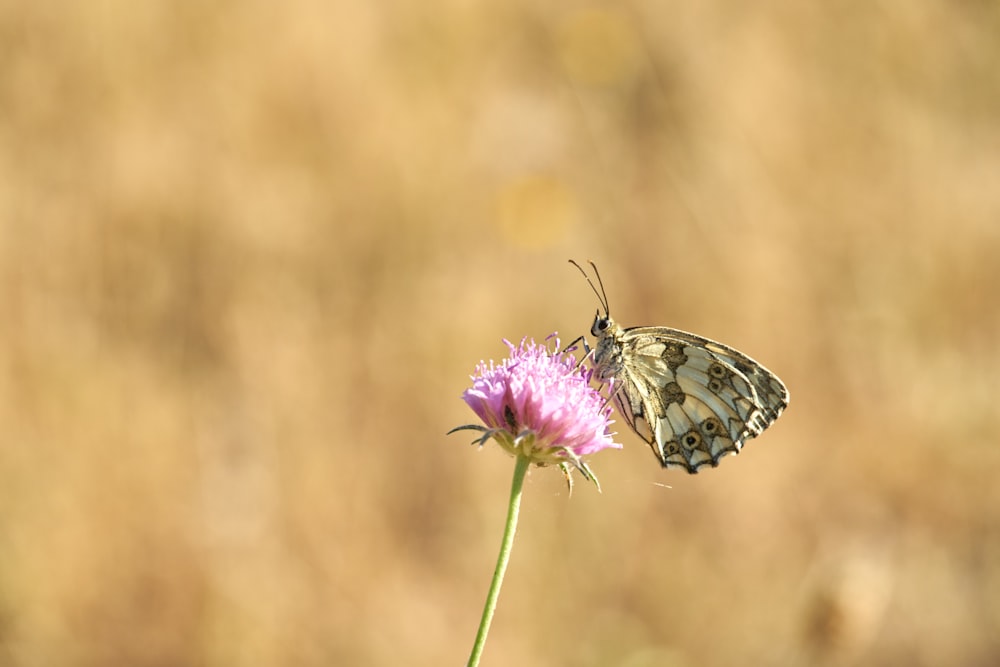 a butterfly on a flower