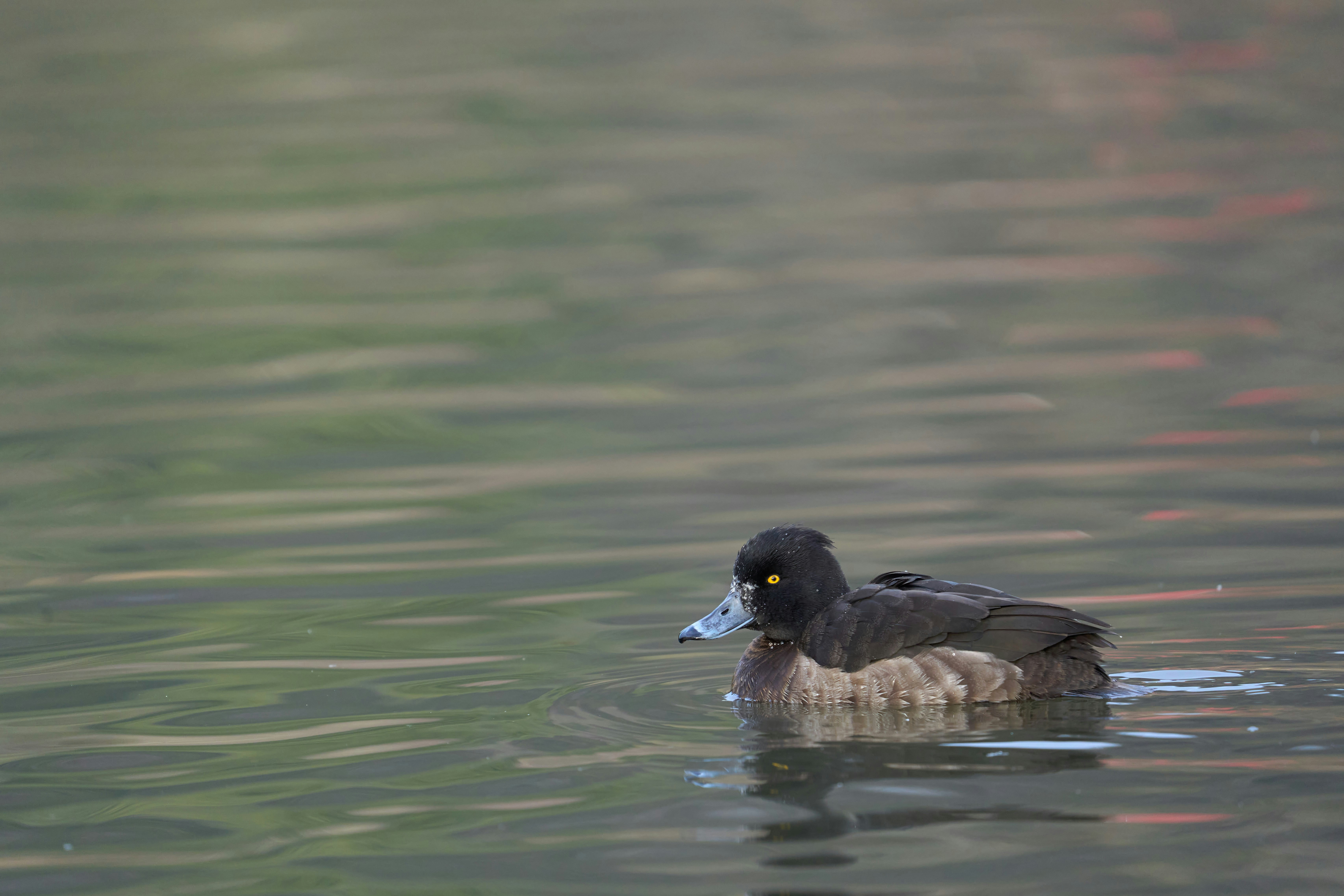 Photo by wolfgang_hasselmann