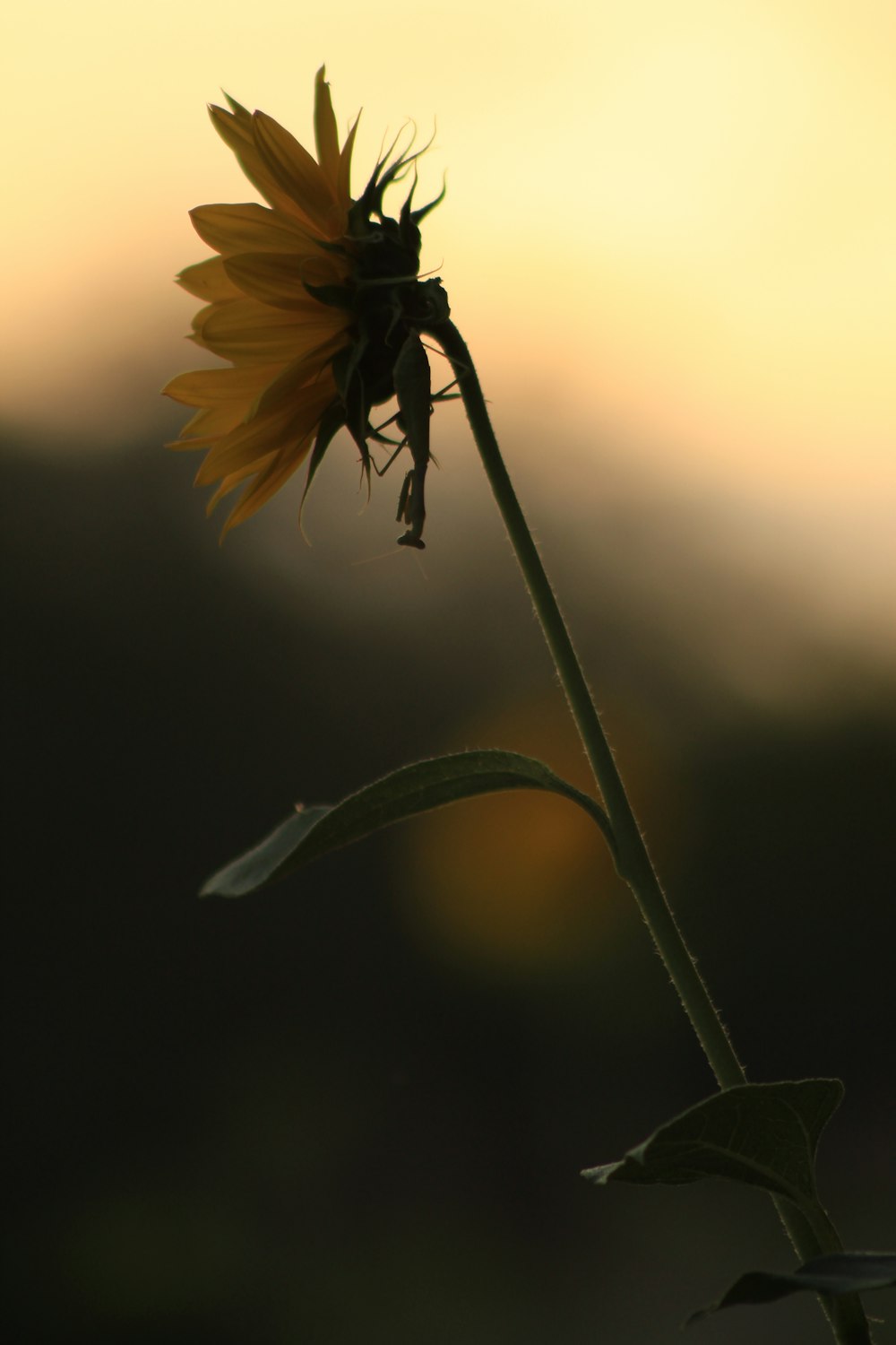 eine gelbe Blume mit einem langen Stiel