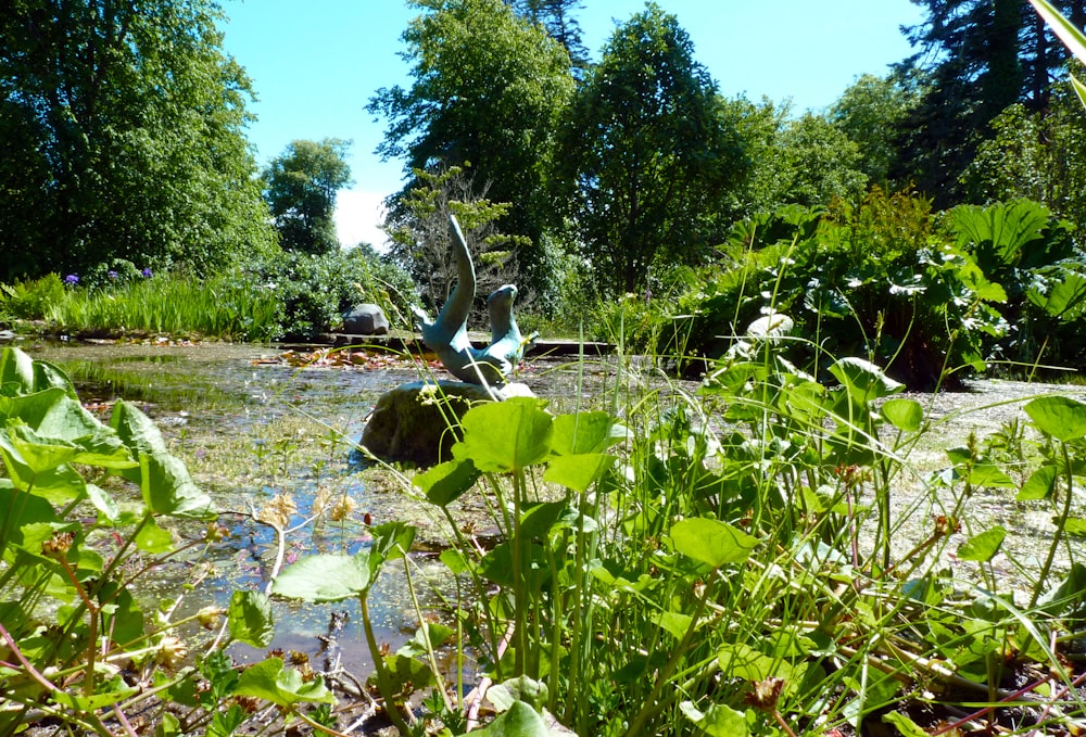 a bird standing in a pond