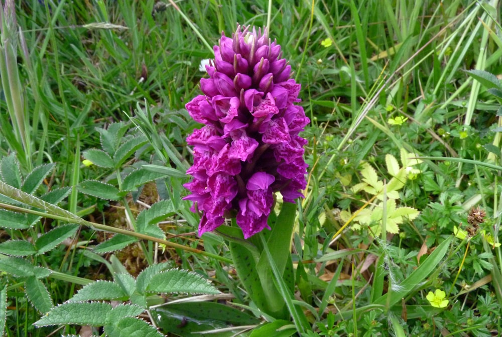 a purple flower in the grass