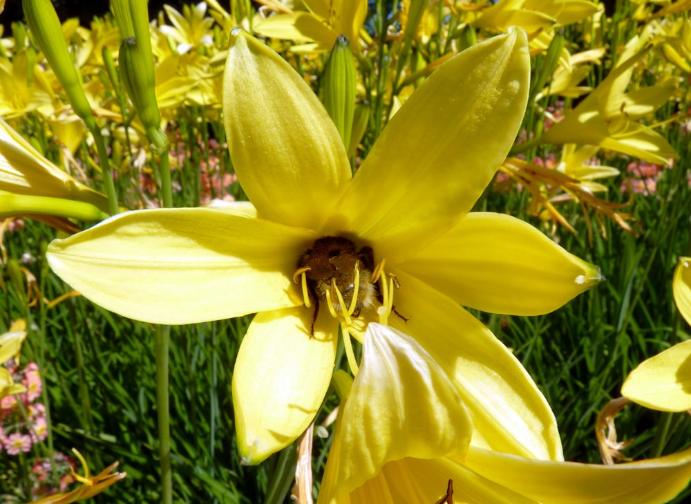 a yellow flower with green leaves