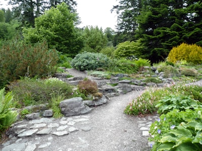 A lush garden landscape featuring a winding gravel path surrounded by various green shrubs, ferns, and flowering plants. Large trees provide a dense backdrop, creating a serene and natural setting. Rock formations are scattered throughout, contributing to the garden's aesthetic.