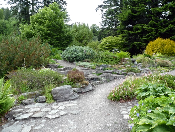 A lush garden landscape featuring a winding gravel path surrounded by various green shrubs, ferns, and flowering plants. Large trees provide a dense backdrop, creating a serene and natural setting. Rock formations are scattered throughout, contributing to the garden's aesthetic.
