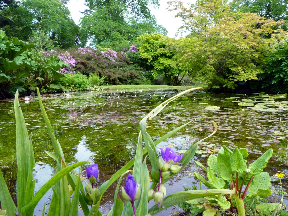 a pond with purple flowers