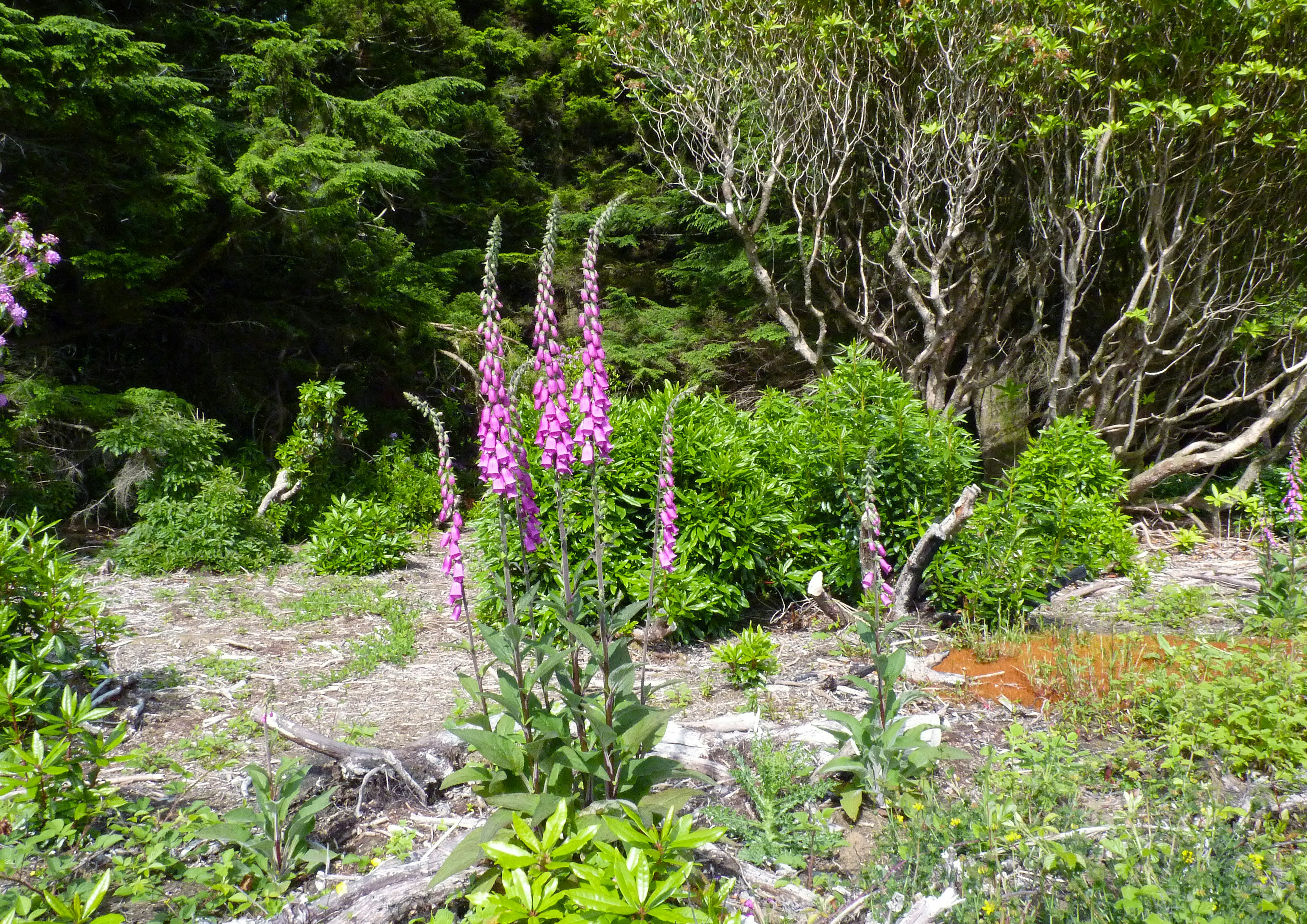A group of flowers in a forest
