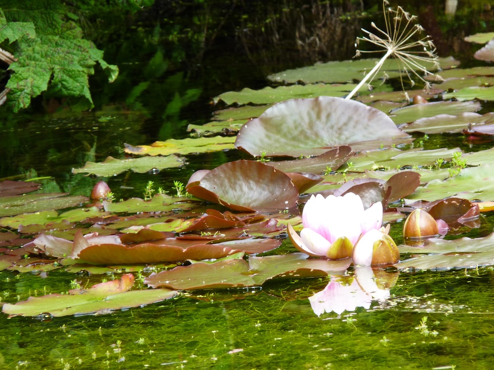 a group of mushrooms in a pond