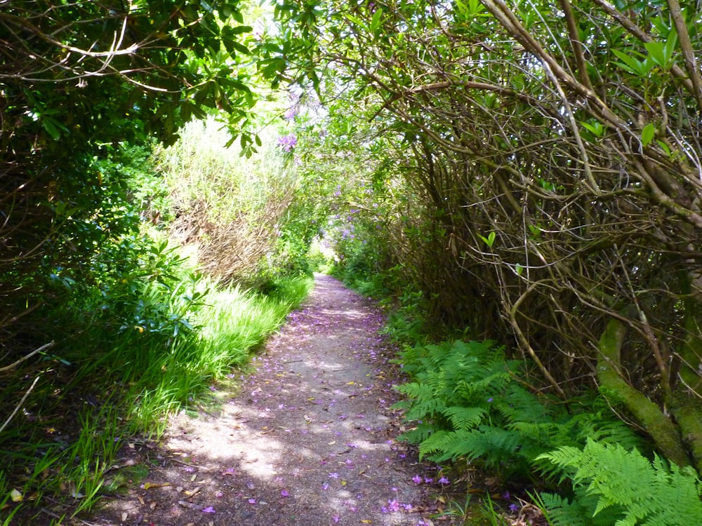 a dirt path through a forest