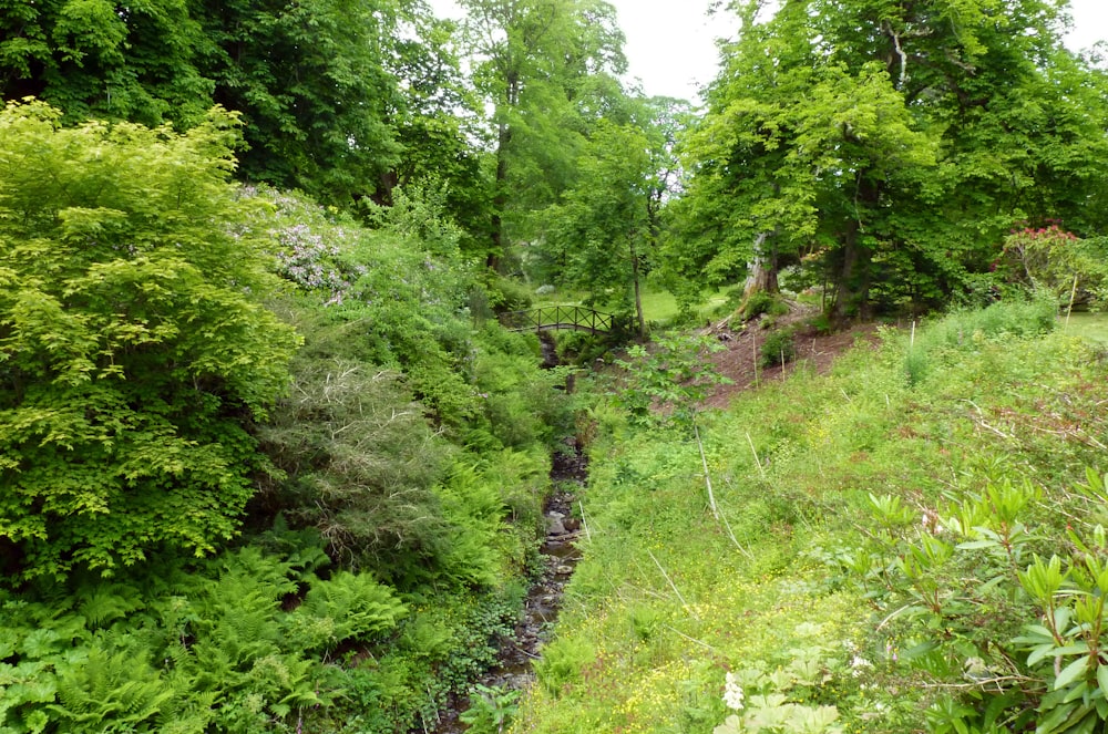 a path through a forest