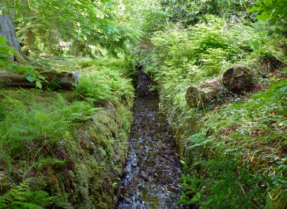 a stream in a forest