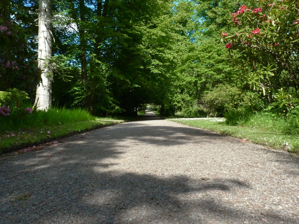 a road with trees on the side