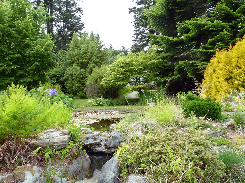 a pond surrounded by trees and plants