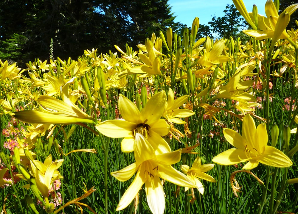 a group of yellow flowers