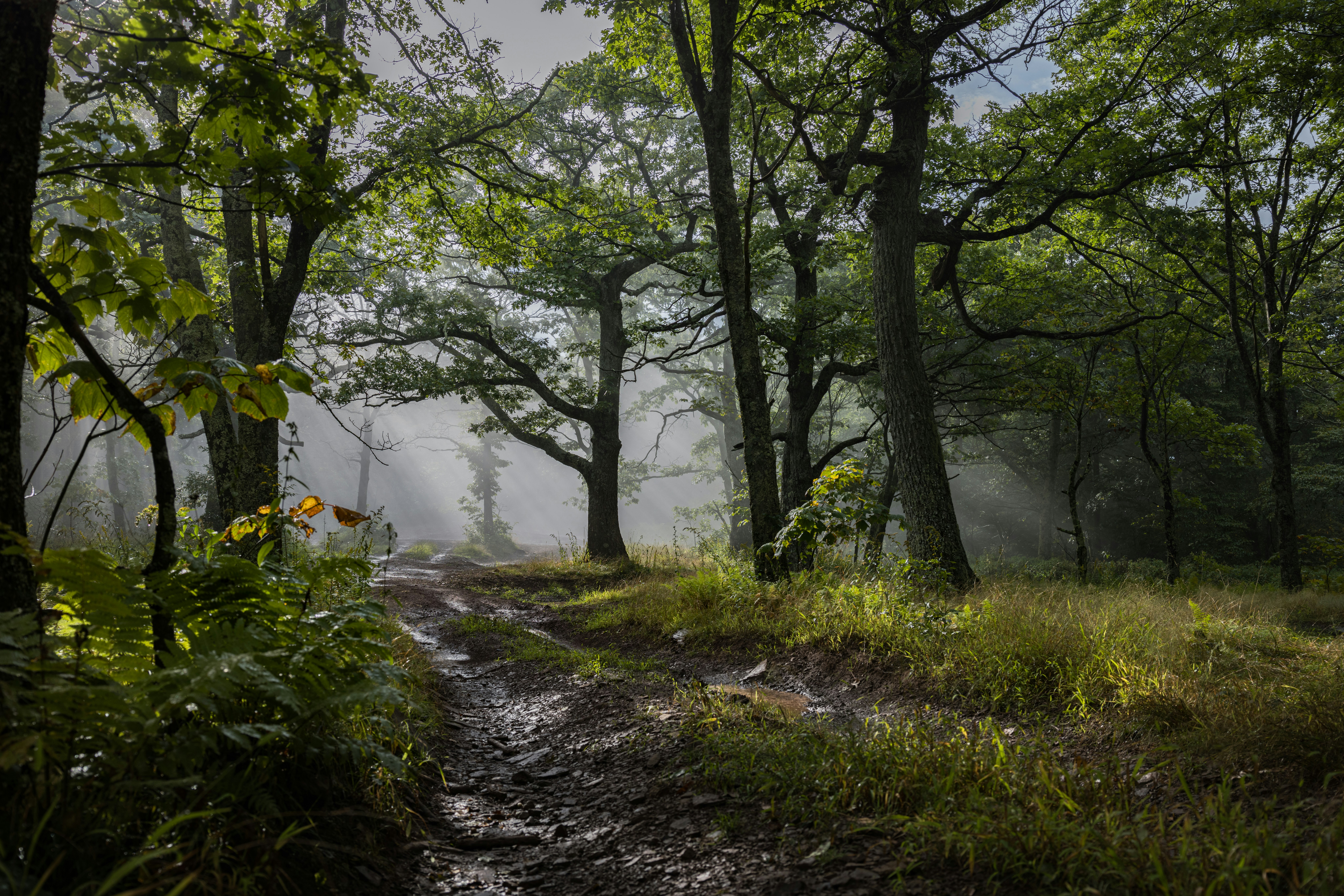 Ein Feldweg durch einen Wald