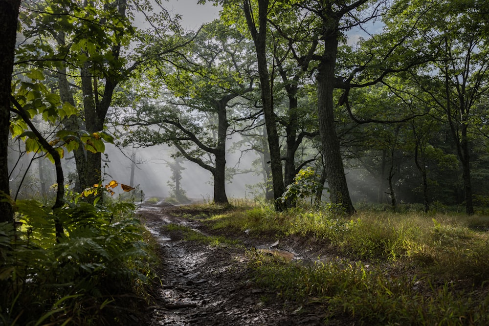 a dirt path through a forest