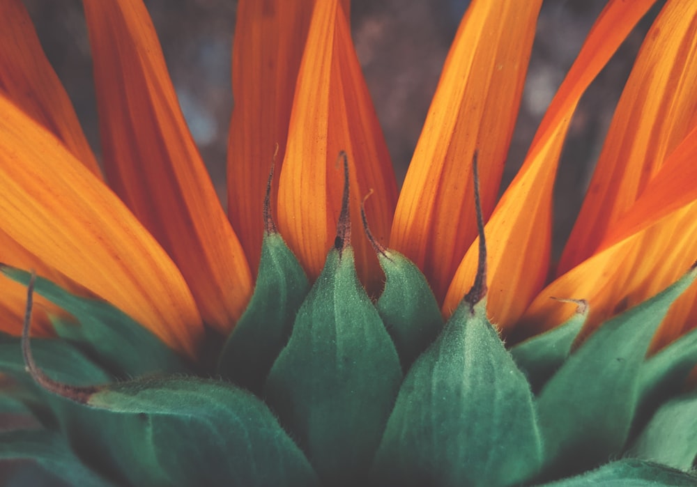 a green bug on a flower